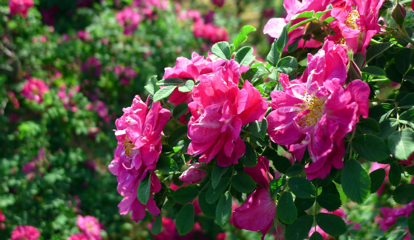 玫瑰等風(fēng)景片--王樂洲 (12).JPG